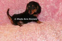 Long coat Lola--AKC registerable, a female Miniature Dachshund for sale in Macon, GA – 5 of 10