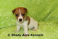 Shorty Giuliano, a male Jack Russell Terrier for sale in Macon, GA – 8 of 8