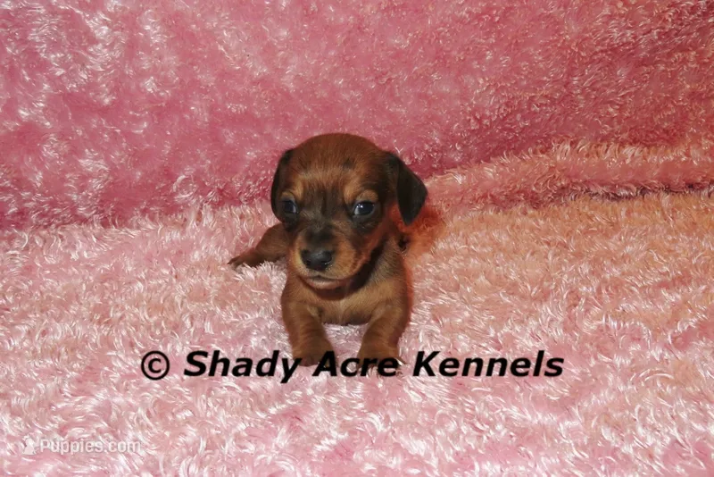 Bustine – Miniature Dachshund puppy for sale in Macon, GA