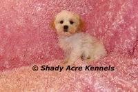 Diamond-mature weight 8-10 lb, a female Mal Shi for sale in Macon, GA – 6 of 10