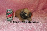 Tiny Fibby-Ready , a female Shih Tzu for sale in Macon, GA – Photo 4 of 9