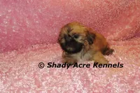 Tiny Fibby-Ready , a female Shih Tzu for sale in Macon, GA – Photo 2 of 9