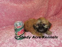 Tiny Fibby-Ready , a female Shih Tzu for sale in Macon, GA – Photo 3 of 9