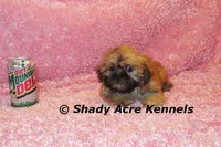 Tiny Fibby-Ready , a female Shih Tzu for sale in Macon, GA – Photo 5 of 9