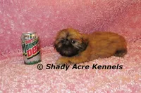 Tiny Fibby-Ready , a female Shih Tzu for sale in Macon, GA – Photo 6 of 9