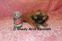 Tiny Fibby-Ready , a female Shih Tzu for sale in Macon, GA – Photo 1 of 9