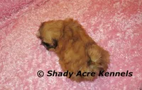 Tiny Fibby-Ready , a female Shih Tzu for sale in Macon, GA – Photo 7 of 9