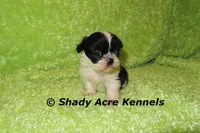 Trinidad, a male Shih Tzu for sale in Macon, GA – 4 of 5
