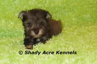 Eski, a male Miniature Schnauzer for sale in Macon, GA – 6 of 9