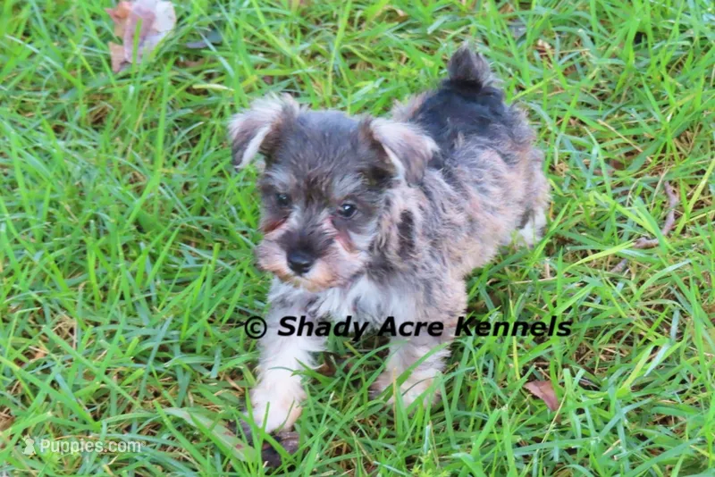 Esdras--smaller than average – Miniature Schnauzer puppy for sale in Macon, GA