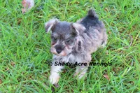 Esdras--smaller than average, a male Miniature Schnauzer for sale in Macon, GA – 10 of 10