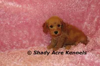 F1b MINI Lathy--average weight 30lbs, a female Miniature Goldendoodle for sale in Macon, GA – 8 of 10