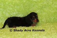 Long Coat Loddy, a female Miniature Dachshund for sale in Macon, GA – 3 of 7