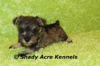 Esdras--smaller than average, a male Miniature Schnauzer for sale in Macon, GA – 5 of 10
