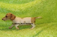 Yang, a male Miniature Dachshund for sale in Macon, GA – 5 of 9