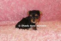 Buffi---AKC registerable, a female Yorkshire Terrier for sale in Macon, GA – 7 of 10