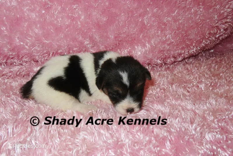 Melina – Jack Russell Terrier puppy for sale in Macon, GA