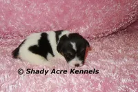 Melina, a female Jack Russell Terrier for sale in Macon, GA – 1 of 5