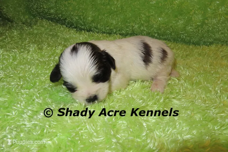 Macaroni – Shichon puppy for sale in Macon, GA