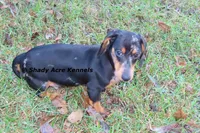 Dapple Yates-Parent pics too, a male Miniature Dachshund for sale in Macon, GA – 4 of 10