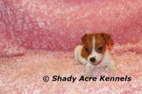 Smooth Shorty Cheela, a female Jack Russell Terrier for sale in Macon, GA – 9 of 10