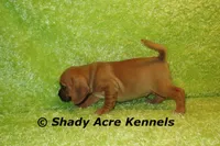 Benji, a male Puggle for sale in Macon, GA – 7 of 7