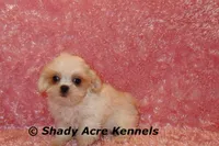 Dianna-mature weight 5-7 lb, a female Mal Shi for sale in Macon, GA – 7 of 7