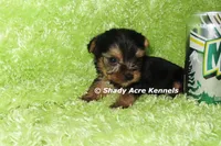 AKC Cecil-average < 4lb--Parent pics listed, a male Yorkshire Terrier for sale in Macon, GA – 7 of 9