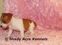 Smooth Shorty Cheela, a female Jack Russell Terrier for sale in Macon, GA – 10 of 10