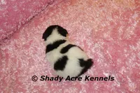 Melina, a female Jack Russell Terrier for sale in Macon, GA – 2 of 5