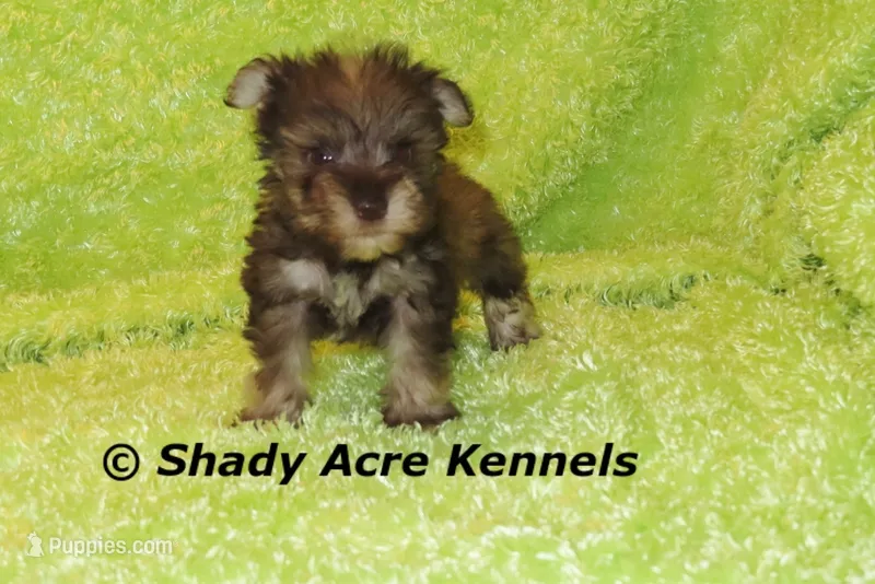 Eski--smaller than average – Miniature Schnauzer puppy for sale in Macon, GA