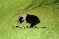 Index-with a Haggarty Spot, a male Miniature Goldendoodle for sale in Macon, GA – 4 of 4