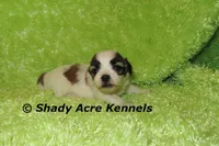 Girrett, a male Mal Shi for sale in Macon, GA – 5 of 7