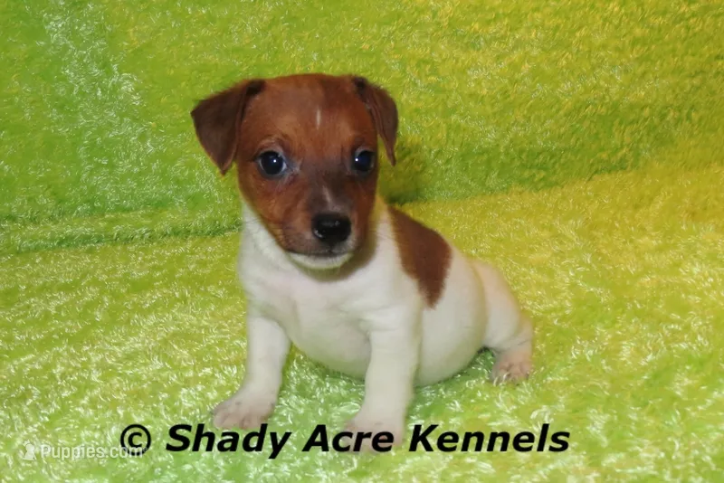 Smooth Shorty Chetan – Jack Russell Terrier puppy for sale in Macon, GA