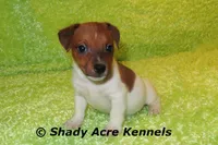 Smooth Shorty Chetan, a male Jack Russell Terrier for sale in Macon, GA – 8 of 10