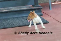 Elbert, a male Jack Russell Terrier for sale in Macon, GA – 3 of 8