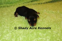 SeaBreeze, a male Yorkshire Terrier for sale in Macon, GA – 1 of 4