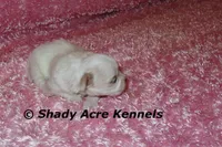 Diamond, a female Mal Shi for sale in Macon, GA – 3 of 6