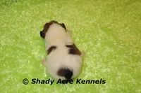 Milano, a male Jack Russell Terrier for sale in Macon, GA – 3 of 6