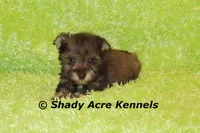 Eski, a male Miniature Schnauzer for sale in Macon, GA – 2 of 9
