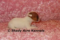 Anagi, a female Jack Russell Terrier for sale in Macon, GA – 7 of 9
