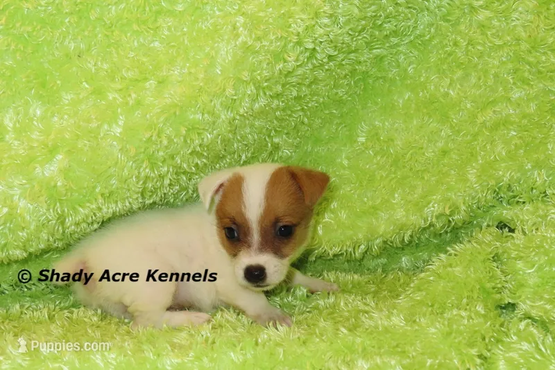 Shorty Android – Jack Russell Terrier puppy for sale in Macon, GA