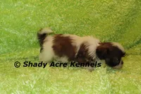 Killer, a male Shih Tzu for sale in Macon, GA – 2 of 7