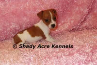 Smooth Shorty Cheela, a female Jack Russell Terrier for sale in Macon, GA – 2 of 10