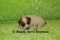 Elon, a male Jack Russell Terrier for sale in Macon, GA – Photo 4 of 5