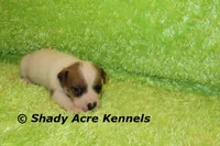 Elon, a male Jack Russell Terrier for sale in Macon, GA – Photo 2 of 5