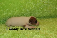 Elon, a male Jack Russell Terrier for sale in Macon, GA – Photo 5 of 5