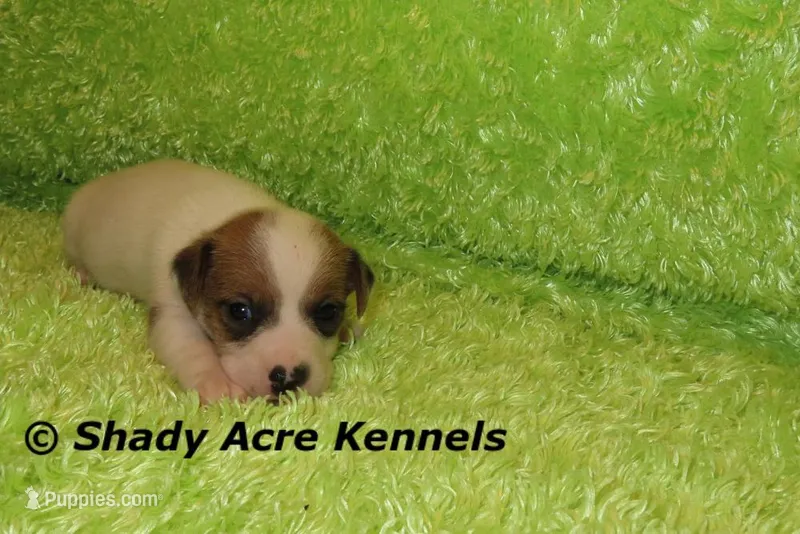 Elon – Jack Russell Terrier puppy for sale in Macon, GA