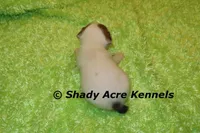 Elon, a male Jack Russell Terrier for sale in Macon, GA – Photo 3 of 5