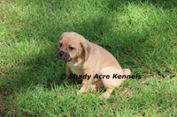 Bebby, a male Puggle for sale in Macon, GA – 6 of 10